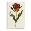 Tulipanes Vintage Ii - Vision Studio | Cuadro decorativo de Canvas Lab