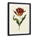 Tulipanes Vintage Ii - Vision Studio | Cuadro decorativo de Canvas Lab