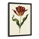 Tulipanes Vintage Ii - Vision Studio | Cuadro decorativo de Canvas Lab