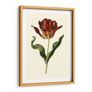 Tulipanes Vintage Ii - Vision Studio | Cuadro decorativo de Canvas Lab