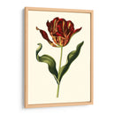 Tulipanes Vintage Ii - Vision Studio | Cuadro decorativo de Canvas Lab