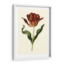 Tulipanes Vintage Ii - Vision Studio | Cuadro decorativo de Canvas Lab
