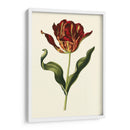 Tulipanes Vintage Ii - Vision Studio | Cuadro decorativo de Canvas Lab
