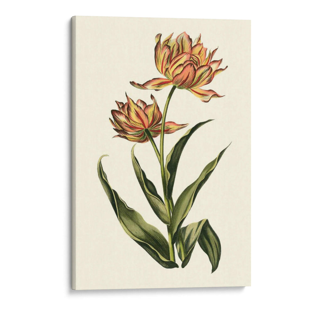 Tulipanes Vintage Iii - Vision Studio | Cuadro decorativo de Canvas Lab