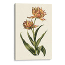 Tulipanes Vintage Iii - Vision Studio | Cuadro decorativo de Canvas Lab