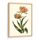Tulipanes Vintage Iii - Vision Studio | Cuadro decorativo de Canvas Lab