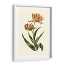 Tulipanes Vintage Iii - Vision Studio | Cuadro decorativo de Canvas Lab