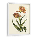 Tulipanes Vintage Iii - Vision Studio | Cuadro decorativo de Canvas Lab