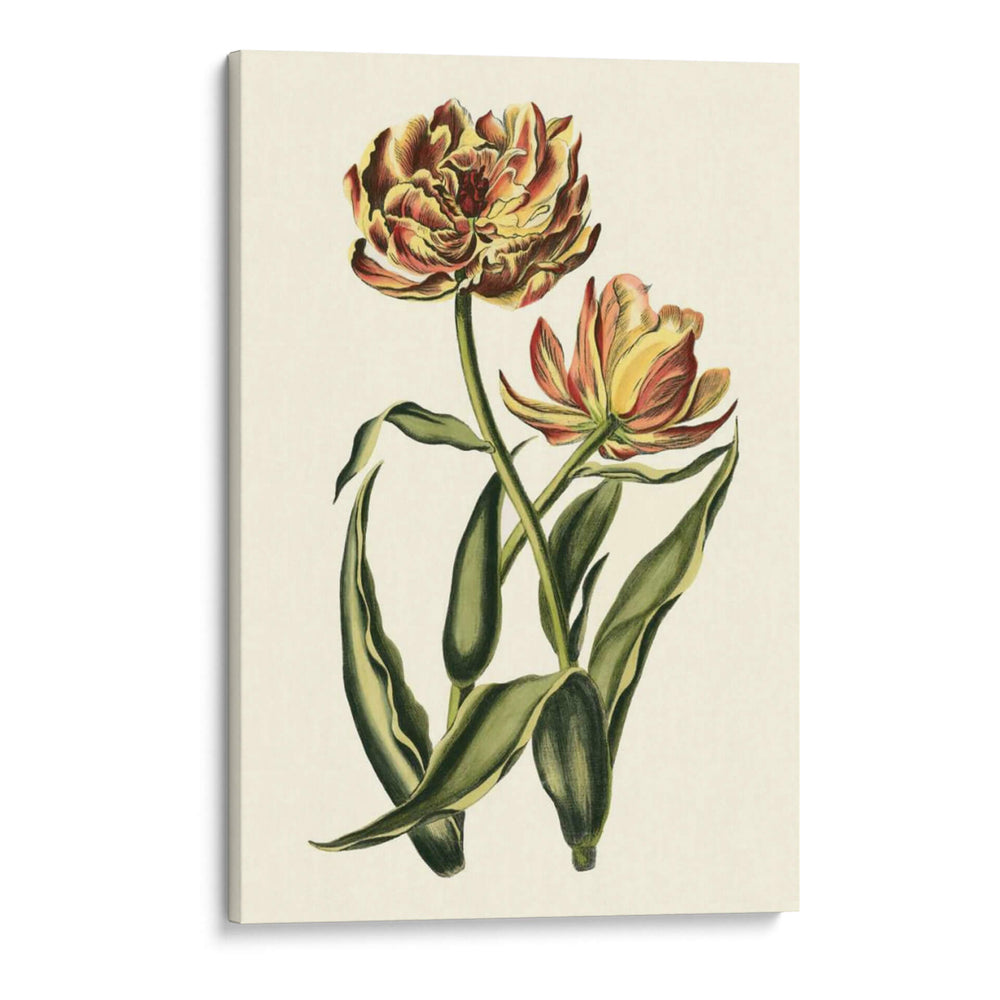 Tulipanes Vintage Iv - Vision Studio | Cuadro decorativo de Canvas Lab