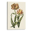 Tulipanes Vintage Iv - Vision Studio | Cuadro decorativo de Canvas Lab