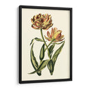 Tulipanes Vintage Iv - Vision Studio | Cuadro decorativo de Canvas Lab