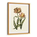 Tulipanes Vintage Iv - Vision Studio | Cuadro decorativo de Canvas Lab