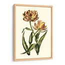 Tulipanes Vintage Iv - Vision Studio | Cuadro decorativo de Canvas Lab