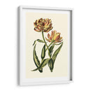 Tulipanes Vintage Iv - Vision Studio | Cuadro decorativo de Canvas Lab