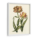 Tulipanes Vintage Iv - Vision Studio | Cuadro decorativo de Canvas Lab