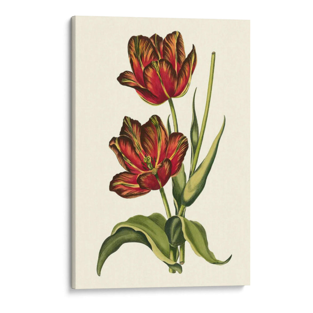Tulipanes Vintage V - Vision Studio | Cuadro decorativo de Canvas Lab