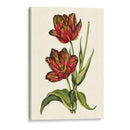 Tulipanes Vintage V - Vision Studio | Cuadro decorativo de Canvas Lab
