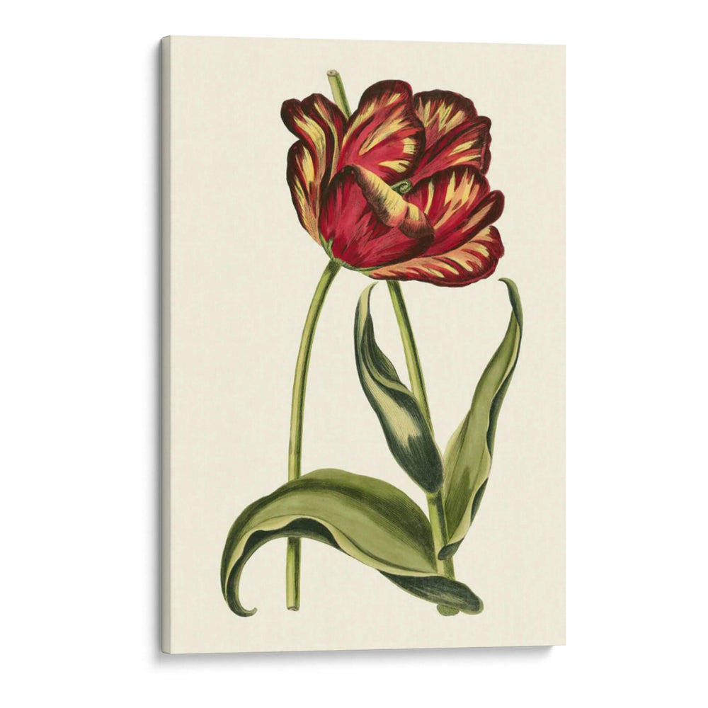 Tulipanes Vintage Vi - Vision Studio | Cuadro decorativo de Canvas Lab