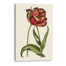 Tulipanes Vintage Vi - Vision Studio | Cuadro decorativo de Canvas Lab