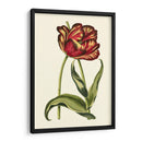 Tulipanes Vintage Vi - Vision Studio | Cuadro decorativo de Canvas Lab