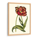 Tulipanes Vintage Vi - Vision Studio | Cuadro decorativo de Canvas Lab