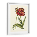 Tulipanes Vintage Vi - Vision Studio | Cuadro decorativo de Canvas Lab