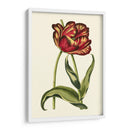 Tulipanes Vintage Vi - Vision Studio | Cuadro decorativo de Canvas Lab