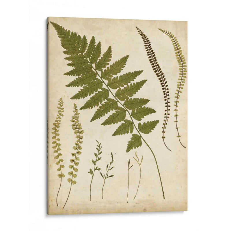 Portfolio Fern Ii - Francis G. Heath | Cuadro decorativo de Canvas Lab