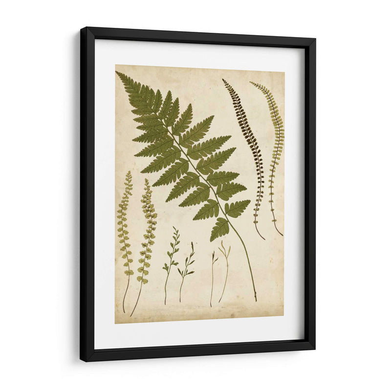 Portfolio Fern Ii - Francis G. Heath | Cuadro decorativo de Canvas Lab