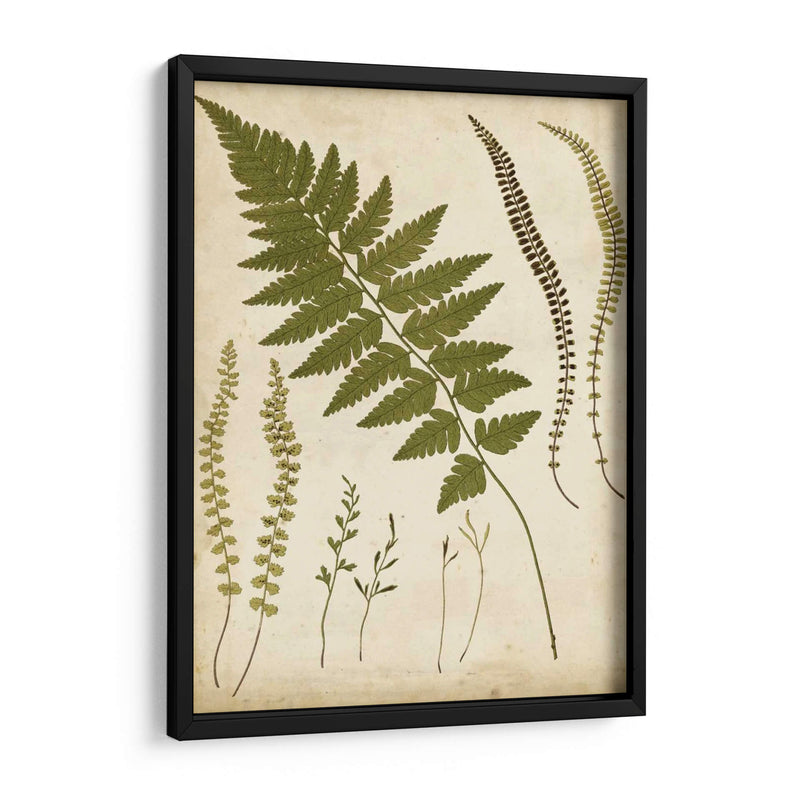 Portfolio Fern Ii - Francis G. Heath | Cuadro decorativo de Canvas Lab