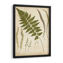 Portfolio Fern Ii - Francis G. Heath | Cuadro decorativo de Canvas Lab