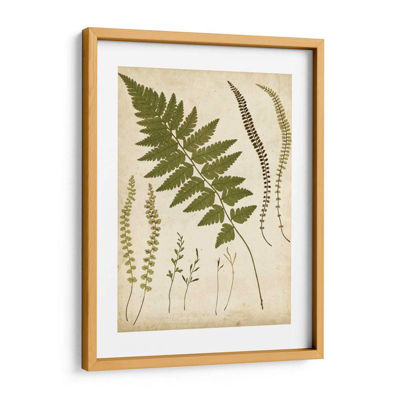 Portfolio Fern Ii - Francis G. Heath | Cuadro decorativo de Canvas Lab