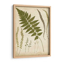 Portfolio Fern Ii - Francis G. Heath | Cuadro decorativo de Canvas Lab