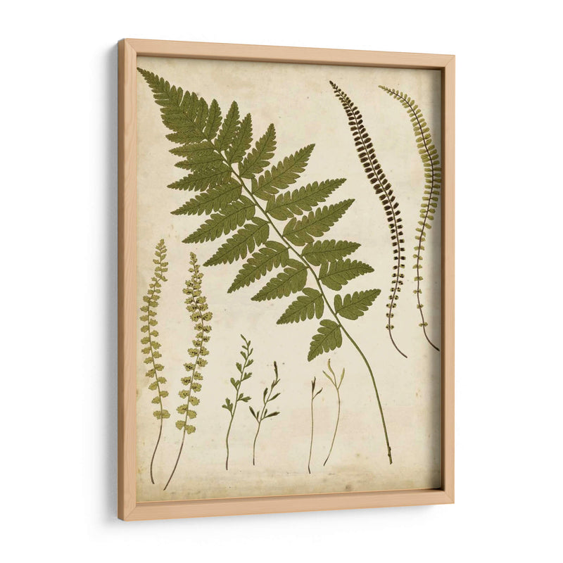 Portfolio Fern Ii - Francis G. Heath | Cuadro decorativo de Canvas Lab