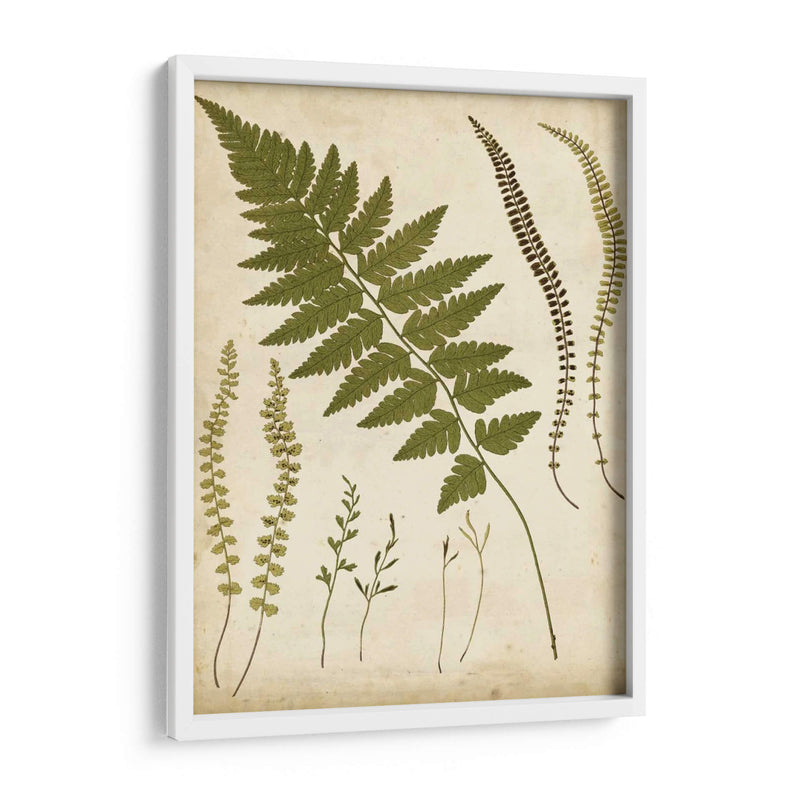 Portfolio Fern Ii - Francis G. Heath | Cuadro decorativo de Canvas Lab