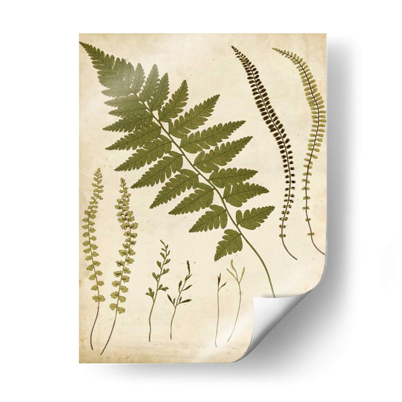 Portfolio Fern Ii - Francis G. Heath | Cuadro decorativo de Canvas Lab