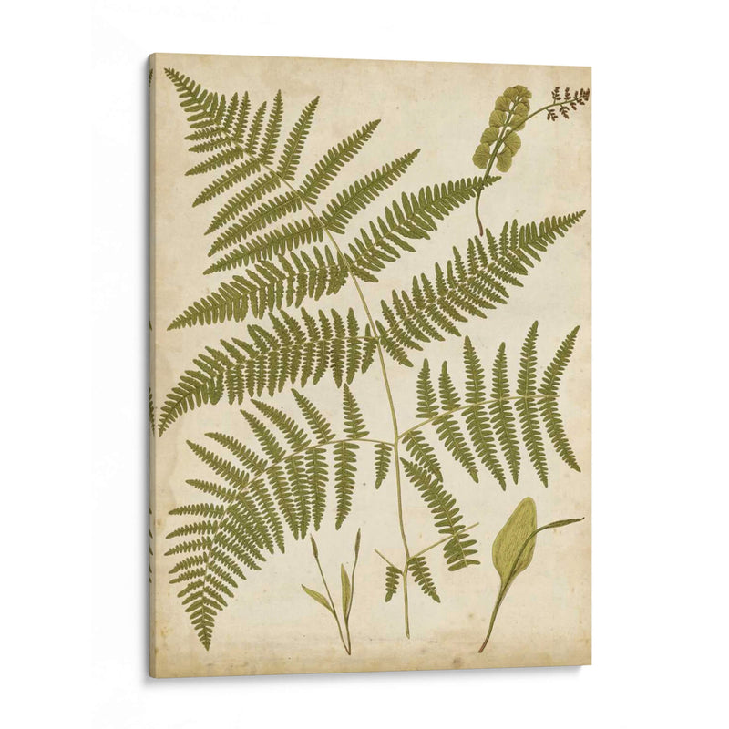 Fern Portafolio Iv - Francis G. Heath | Cuadro decorativo de Canvas Lab