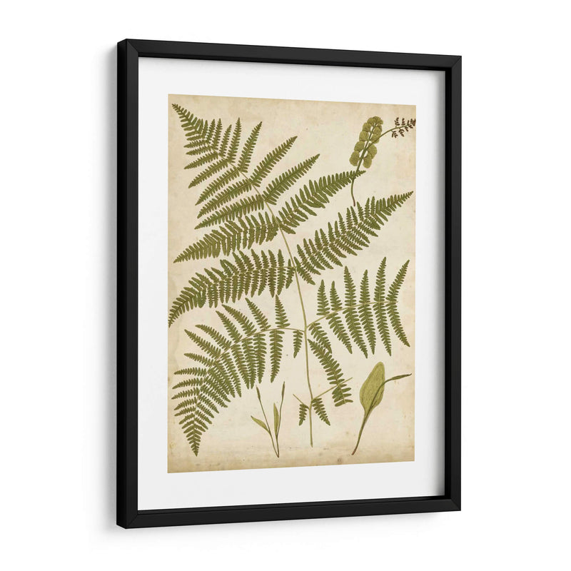 Fern Portafolio Iv - Francis G. Heath | Cuadro decorativo de Canvas Lab