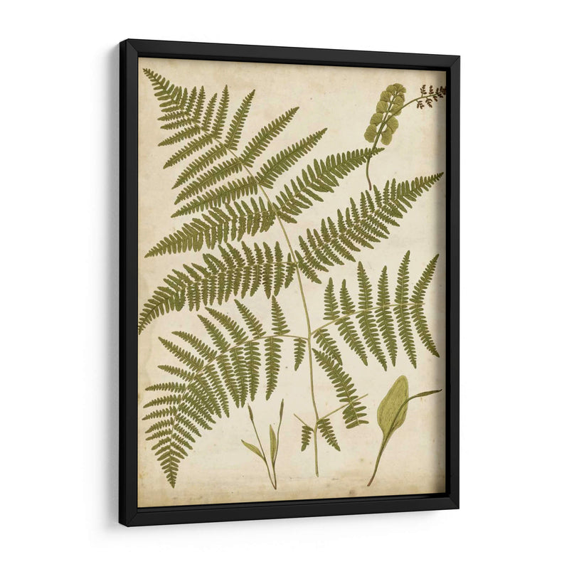 Fern Portafolio Iv - Francis G. Heath | Cuadro decorativo de Canvas Lab