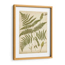 Fern Portafolio Iv - Francis G. Heath | Cuadro decorativo de Canvas Lab