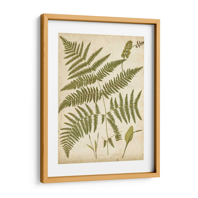 Fern Portafolio Iv - Francis G. Heath | Cuadro decorativo de Canvas Lab