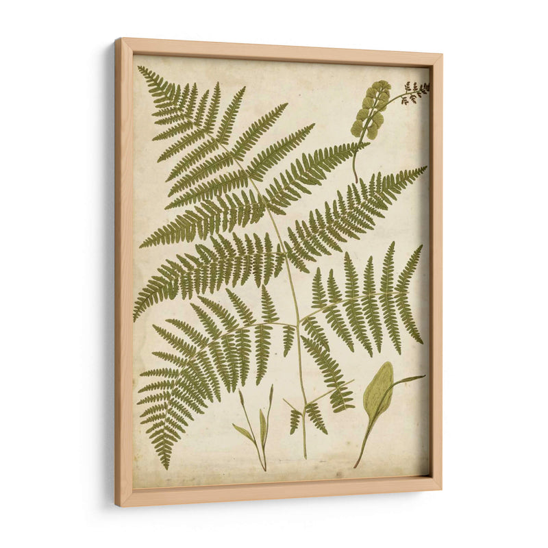 Fern Portafolio Iv - Francis G. Heath | Cuadro decorativo de Canvas Lab