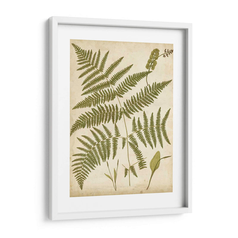 Fern Portafolio Iv - Francis G. Heath | Cuadro decorativo de Canvas Lab