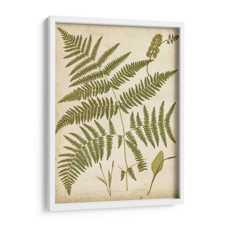 Fern Portafolio Iv - Francis G. Heath | Cuadro decorativo de Canvas Lab