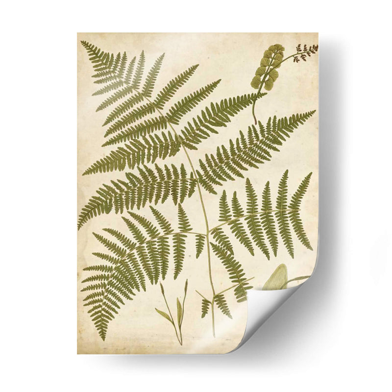 Fern Portafolio Iv - Francis G. Heath | Cuadro decorativo de Canvas Lab