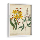 Pantalla De Jardín I - Sydenham Edwards | Cuadro decorativo de Canvas Lab