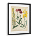 Pantalla De Jardín Iii - Sydenham Edwards | Cuadro decorativo de Canvas Lab