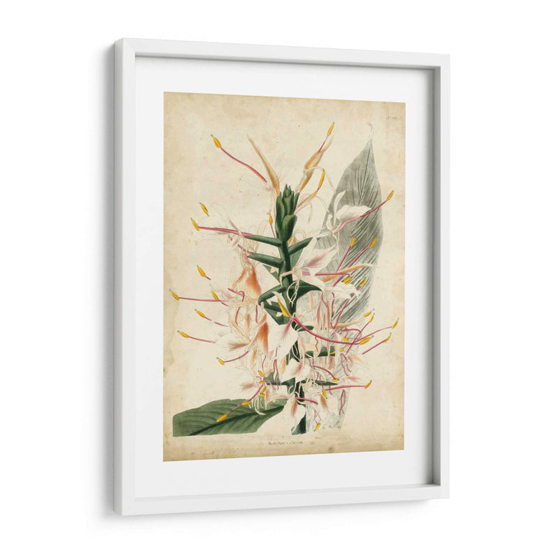 Delicia Tropical Ii - Edmonston-Douglas | Cuadro decorativo de Canvas Lab