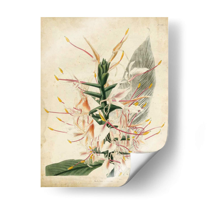 Delicia Tropical Ii - Edmonston-Douglas | Cuadro decorativo de Canvas Lab