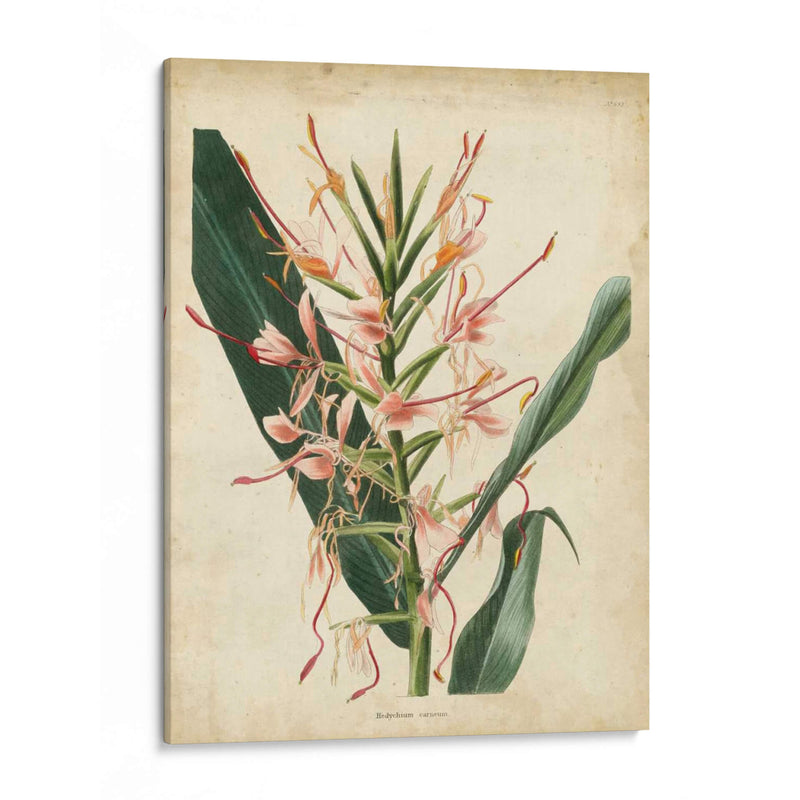 Delicia Tropical Iii - Edmonston-Douglas | Cuadro decorativo de Canvas Lab